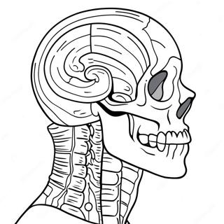 Anatomía Páginas para Colorear